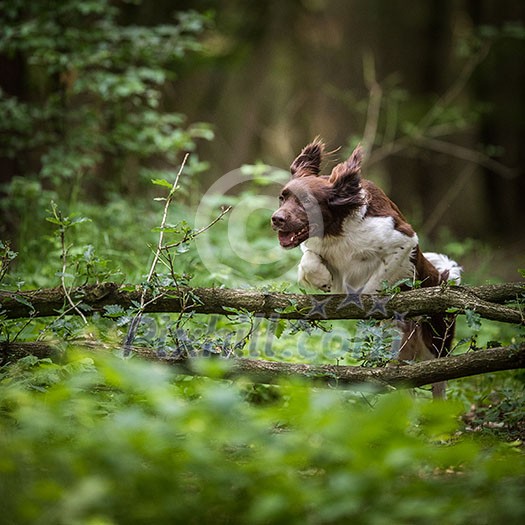 Cute dog running outdoors in a forest Cute dog running outdoors in a forest