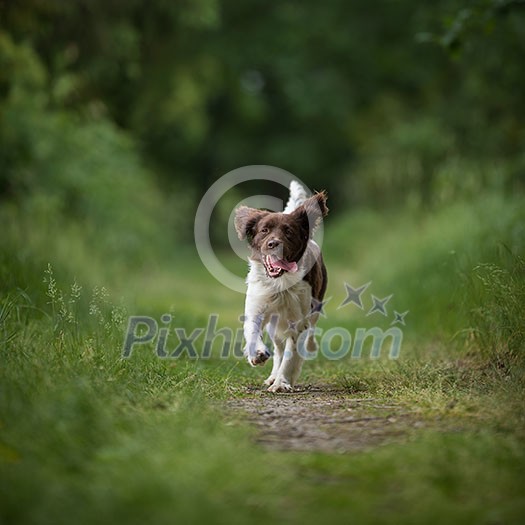 Cute dog running outdoors in a forest Cute dog running outdoors in a forest