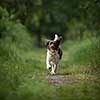 Cute dog running outdoors in a forest