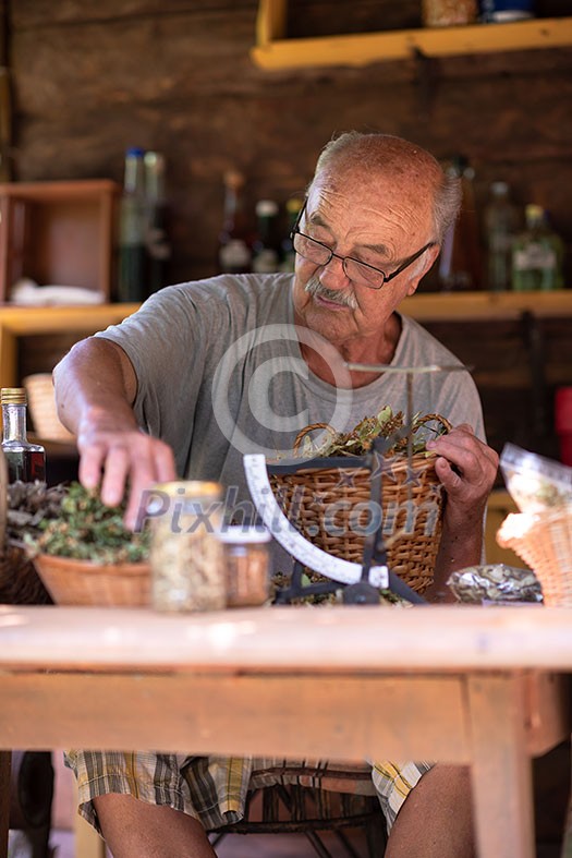 senior man gardener herbalist picking gathering fresh herbs for alternative medicine tea and poutting on balance