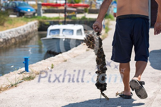 closeup picture of senior man carries a bag of fresh mussels closeup picture of senior man carries a bag of fresh mussels