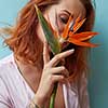 Woman with a tattoo holding an exotic orange flower Strelitz in hands around a blue background with space for text. Valentine's day concept