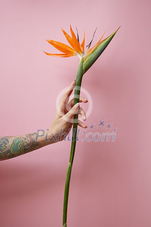 Female tattoo with arm holds orange tropical flower of strelitzia on pink background with space for text. Natural layout for postcard
