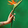 Female's hand with tattoo holds nice fresh flower strelitzia on a green background. Place for text. Congratulation for Woman's or Mother's Day.