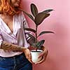 Happy smiling red haired woman with hands of tattoo holds flowerpot with green plant ficus on a pink background, place for text. Congratulation gift for Mother's or Woman's Day.