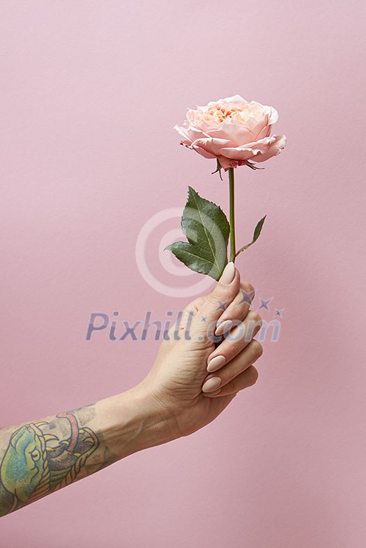 Rose with green leaves in the hand of a woman around a pink background with space for text. Present