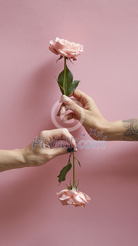 Women's hands are holding roses up and down on a pink background with copy space. Postcard layout