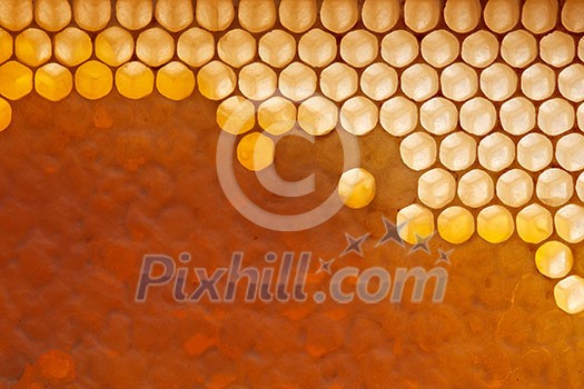 Filled, waxed honeycombs with fresh organic honey. Macro photo. Next Generation Concept or Network Generation.Flat lay Filled, waxed honeycombs with fresh organic honey. Macro photo. Next Generation Concept or Network Generation.Flat lay