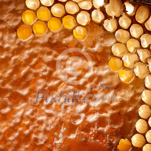 Macro photo of organic honey in honeycombs. Network generation concept. Top view Macro photo of organic honey in honeycombs. Network generation concept. Top view