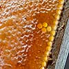 Macro photo of wax honeycombs with organic honey. Next Generation Concept or Network Generation.
