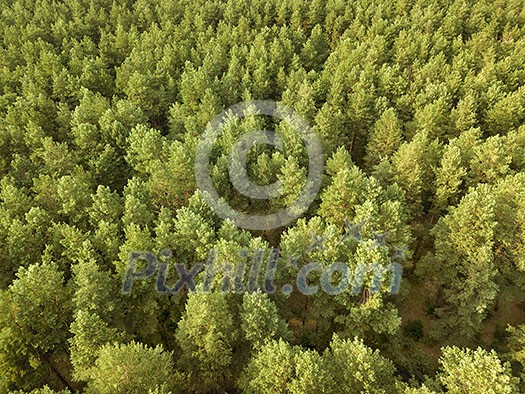 Aerial view of the drone green spaces trees in the summer day. Natural summer background