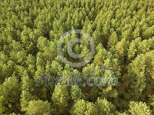 Aerial view of the drone green spaces trees in the summer day. Natural summer background Aerial view of the drone green spaces trees in the summer day. Natural summer background