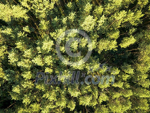 Natural background from the forest in the daytime. Aerial view of the drone as a layout for your ideas. Top view Natural background from the forest in the daytime. Aerial view of the drone as a layout for your ideas. Top view