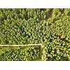 Dirt road passing through a green forest on a clear summer day. Aerial view from the drone natural layout for your ideas. Top view