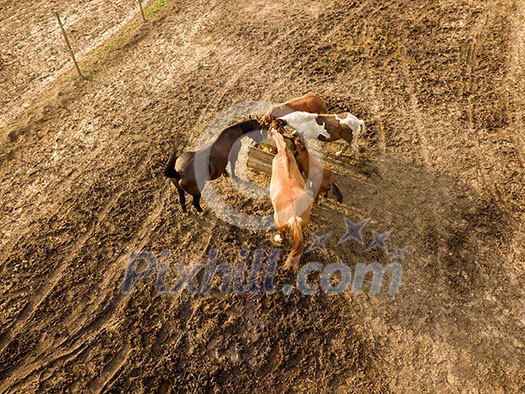 Farmland with a small group of horses grazing on a summer day. Aerial view from the drone