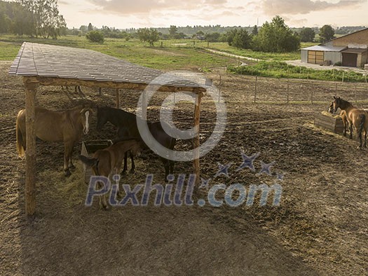 A mare with a little horse eats hay from a wooden box on a horse farm. Farm Horse Land