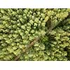Top view on a sunny summer day on a dirt road through the foliage of the forest. Natural background. Aerial view from the drone