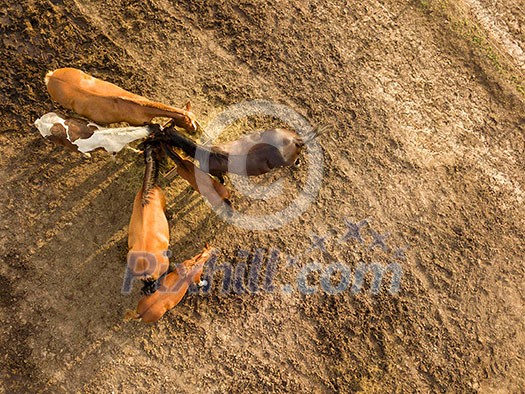 Aerial view from the drone. farm horses eating hay from a wooden box on a summer day. Aerial view from the drone. farm horses eating hay from a wooden box on a summer day.