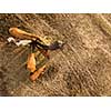 Aerial view from the drone. farm horses eating hay from a wooden box on a summer day.