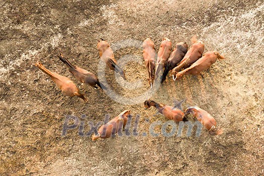 A group of brown horses in a farm land for walking. Aerial view from the drone
