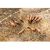 A group of brown horses in a farm land for walking. Aerial view from the drone