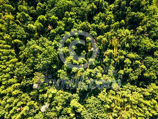 Aerial view from drone on summer green forest in sunny morning. Environmental conservation concept