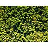 Aerial view from drone on summer green forest in sunny morning. Environmental conservation concept