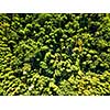 Aerial view from drone on summer green forest in sunny morning. Environmental conservation concept