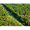 The road with a passing car through the foliage of the forest on a sunny day. Nature conservation concept. Aerial view of the drone as a natural layout