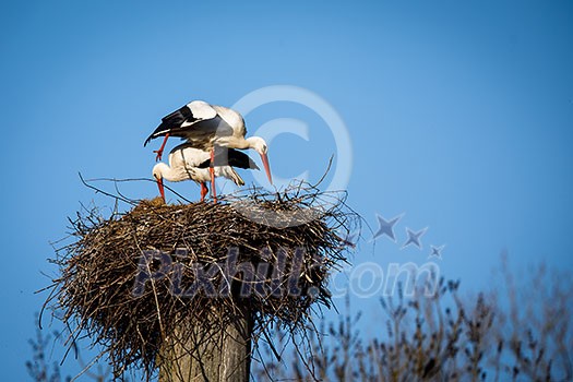 Elegant white stork (Ciconia ciconia) during the nesting season, busy taking care of his little ones