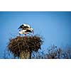 Elegant white stork (Ciconia ciconia) during the nesting season, busy taking care of his little ones