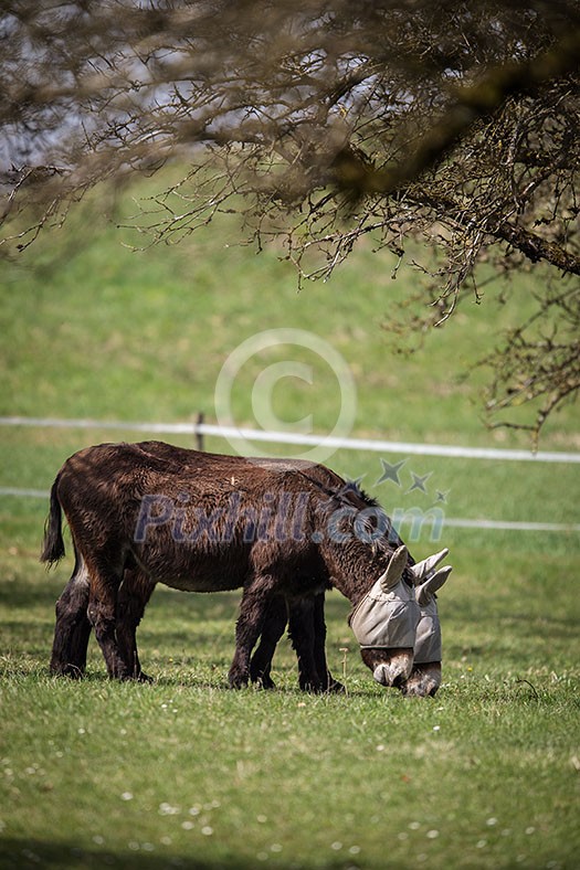 Two donkeys definitely not talking to each other Two donkeys definitely not talking to each other
