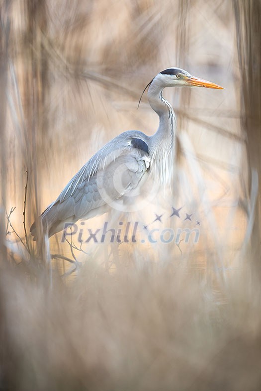 Grey Heron (Ardea cinerea) - wildlife in its natural habitat Grey Heron (Ardea cinerea) - wildlife in its natural habitat