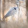 Grey Heron  (Ardea cinerea) - wildlife in its natural habitat