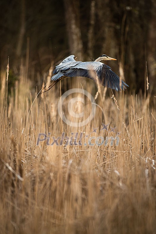 Grey Heron (Ardea cinerea) - wildlife in its natural habitat Grey Heron (Ardea cinerea) - wildlife in its natural habitat