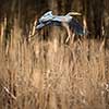 Grey Heron  (Ardea cinerea) - wildlife in its natural habitat