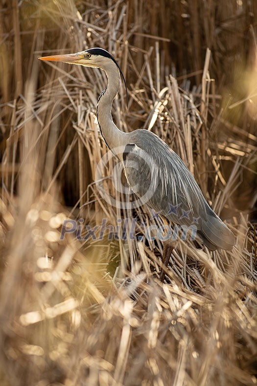 Grey Heron (Ardea cinerea) - wildlife in its natural habitat Grey Heron (Ardea cinerea) - wildlife in its natural habitat