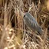 Grey Heron  (Ardea cinerea) - wildlife in its natural habitat