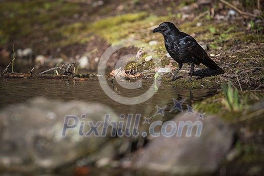 Common raven (Corvus corax), also known as the northern raven having a drink of fresh water from a little stream in mountains - bird in its natural habitat, wildlife photography Common raven (Corvus corax), also known as the northern raven having a drink of fresh water from a little stream in mountains - bird in its natural habitat, wildlife photography