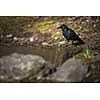 Common raven (Corvus corax), also known as the northern raven having a drink of fresh water from a little stream in mountains - bird in its natural habitat, wildlife photography