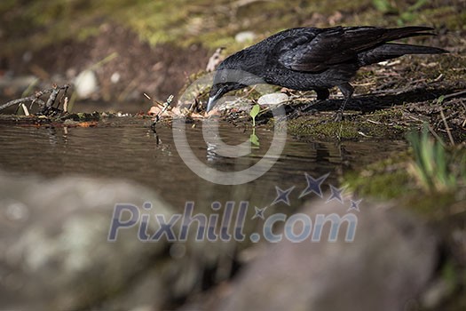 Common raven (Corvus corax), also known as the northern raven having a drink of fresh water from a little stream in mountains - bird in its natural habitat, wildlife photography Common raven (Corvus corax), also known as the northern raven having a drink of fresh water from a little stream in mountains - bird in its natural habitat, wildlife photography