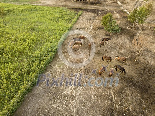 Brown horses grazing in farmland on a summer day. Aerial view from the drone Brown horses grazing in farmland on a summer day. Aerial view from the drone