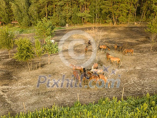 Aerial view from the drone of a small herd of horses for walking near the forest.