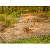 Aerial view from the drone of a small herd of horses for walking near the forest.