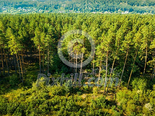 Panoramic view of the pine forest and a small village on a sunny day. Aerial view from the drone. Natural background