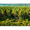 Panoramic view of the pine forest and a small village on a sunny day. Aerial view from the drone. Natural background