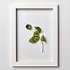 Decorative composition from green leaf branch in a rectangular frame on a light gray background. Flat lay, place for text.