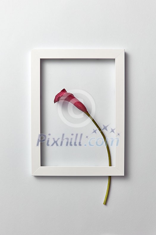 Creative composition with fresh red calla lily flower in a regtangular frame on a light gray background. Greeting card for Mother's Day, place for text. Flat lay