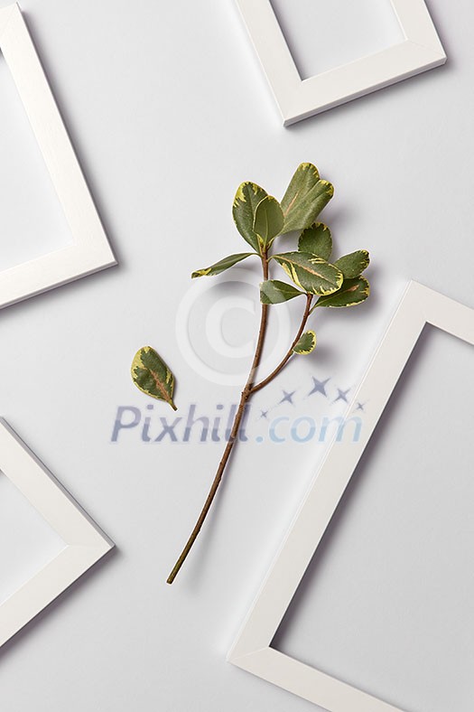 Herbal composition with fresh natural ficus leaf and empty frames on a light gray background. Place for text. Flat lay.