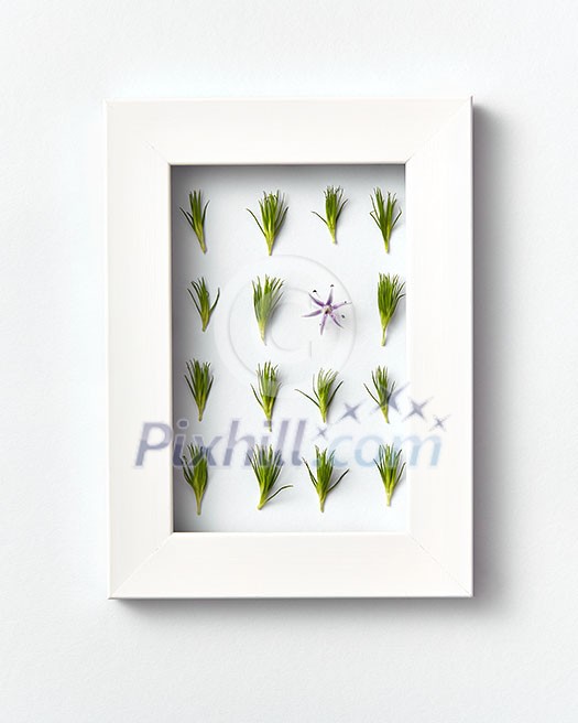 Rectangular eco frame with young pine twigs needles and one spring flower on a light gray background. Place for text. Top view.